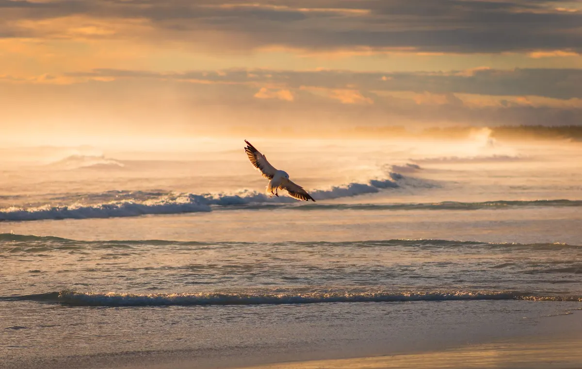 The Bird That Fills the Sea